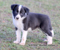 Black and white FEMALE border collie puppy